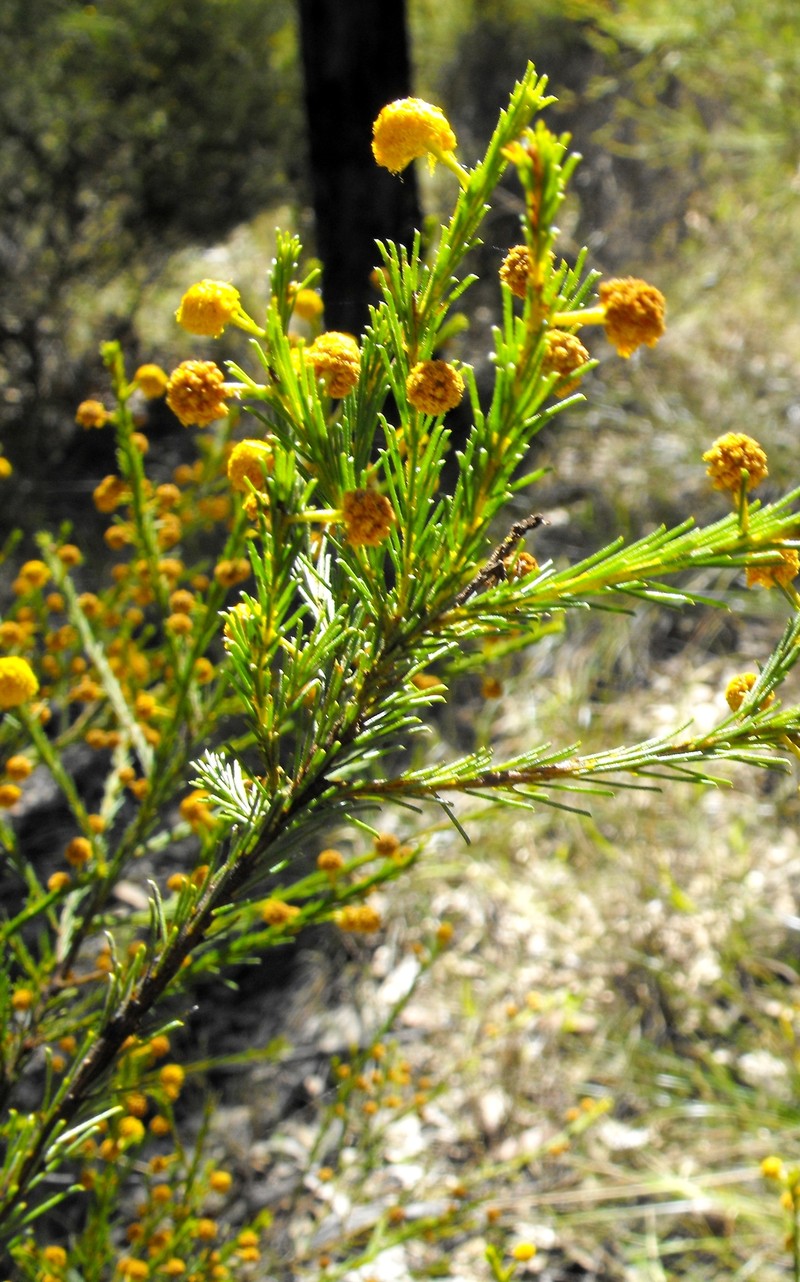 Acacia handonis photo 7