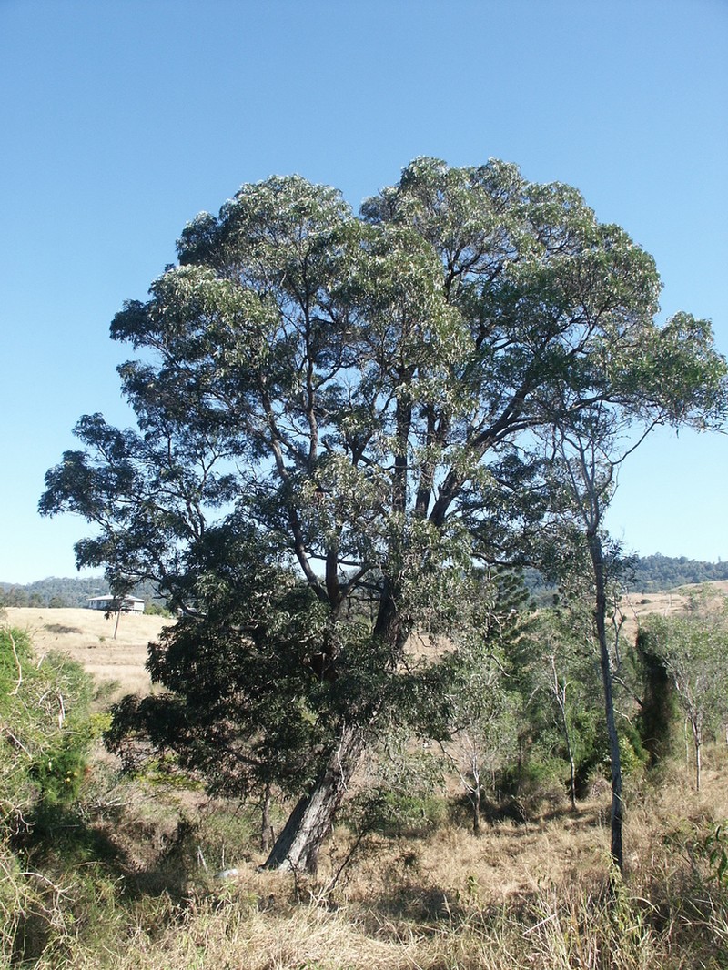 Acacia harpophylla photo 2