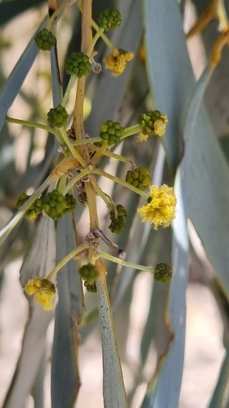 Acacia harpophylla photo 3