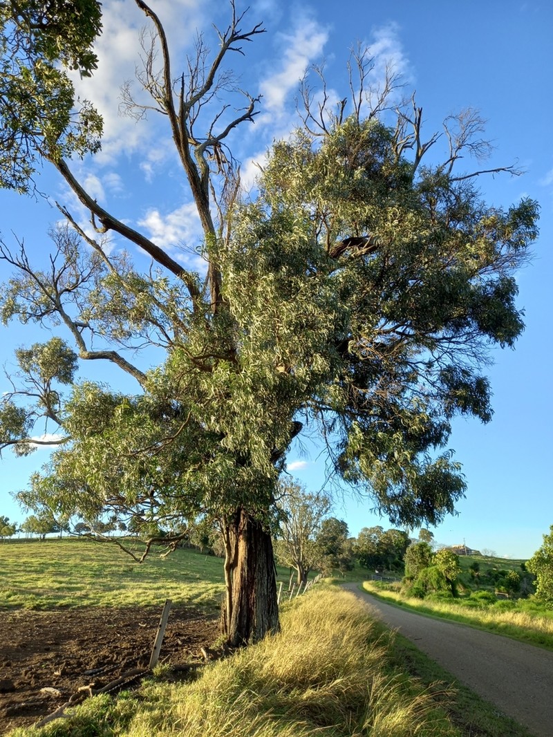 Acacia harpophylla photo 4