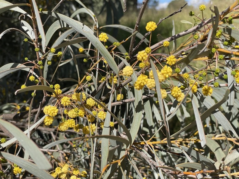 Acacia harpophylla photo 5