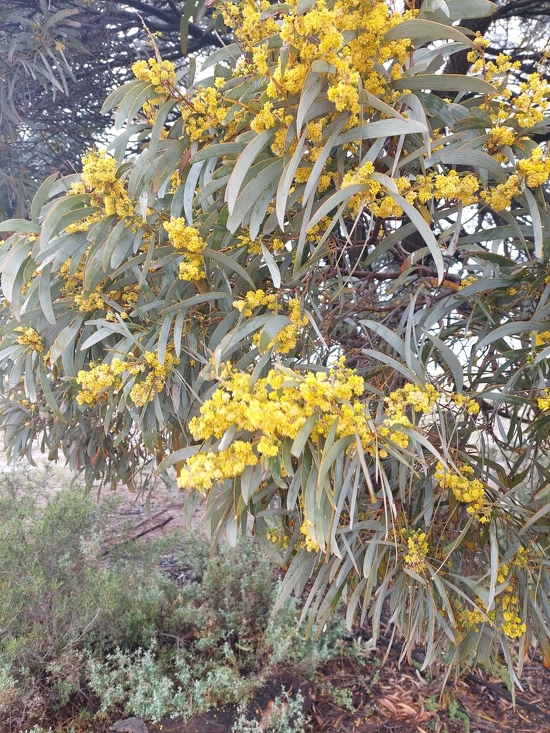 Acacia harpophylla photo 6