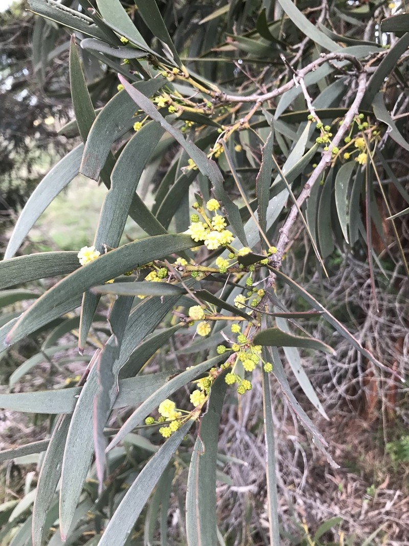 Acacia harpophylla photo 7
