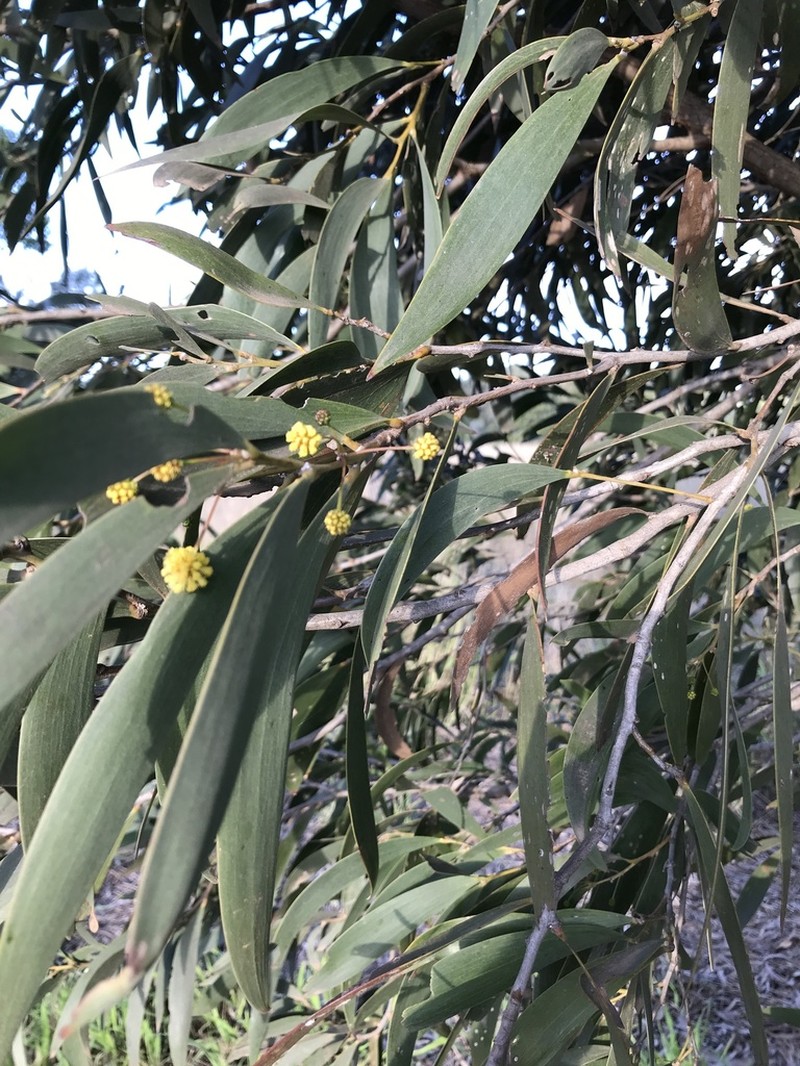 Acacia harpophylla photo 8