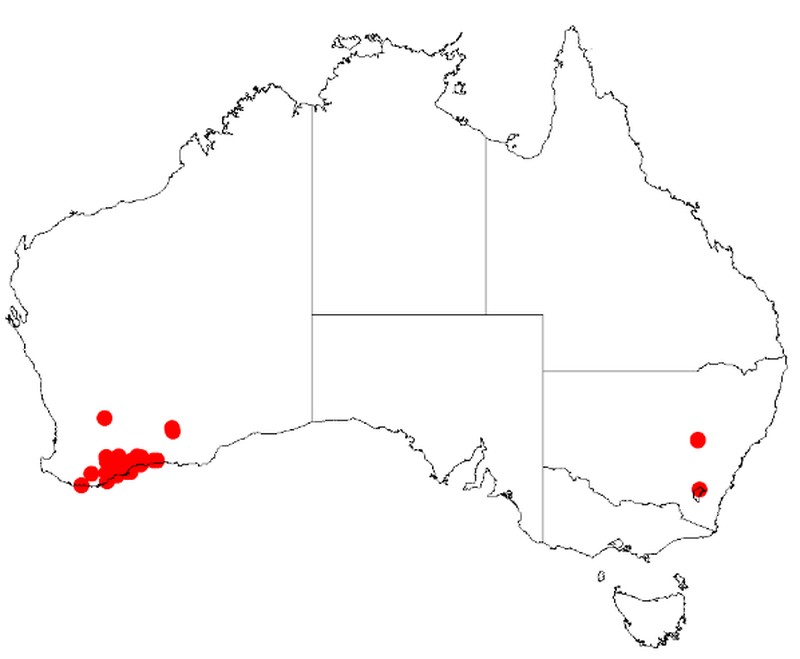 Acacia harveyi
