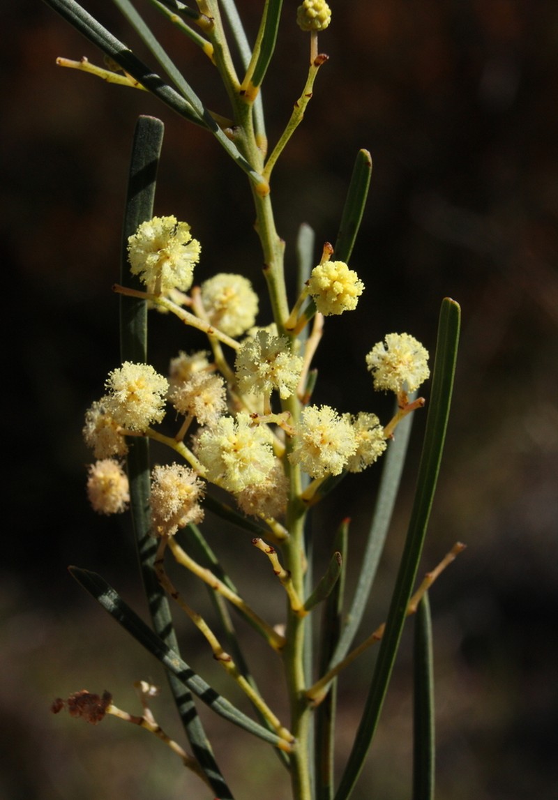 Acacia harveyi photo 2
