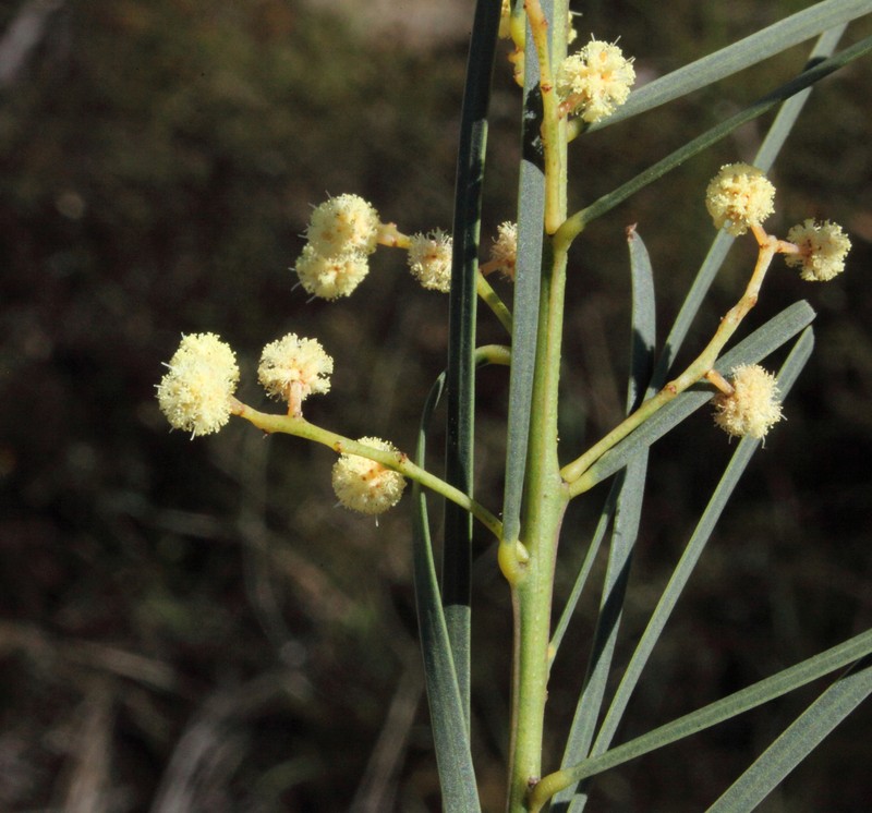 Acacia harveyi photo 3