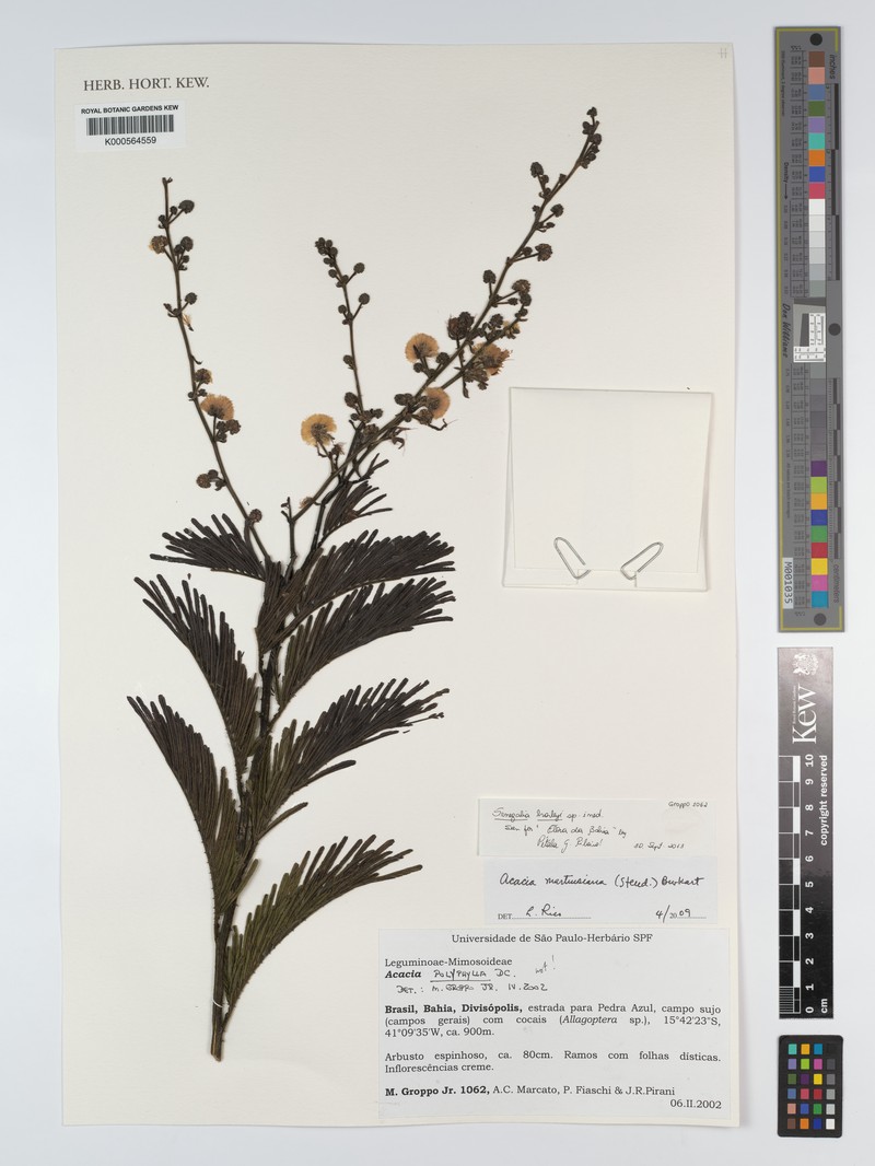 Acacia harveyi photo 4