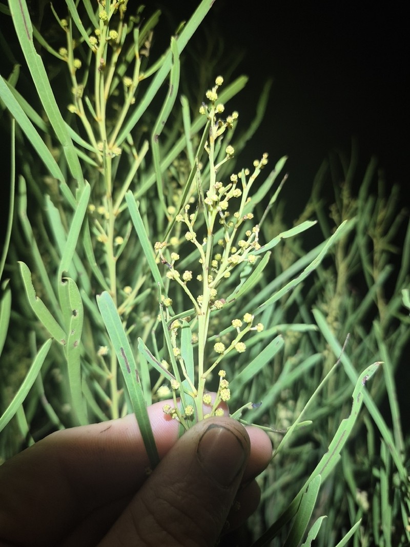 Acacia harveyi photo 6