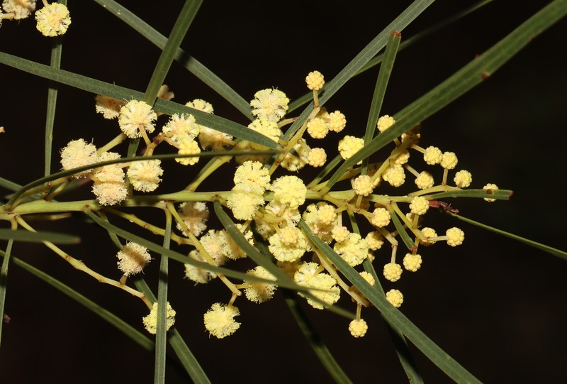 Acacia harveyi photo 8