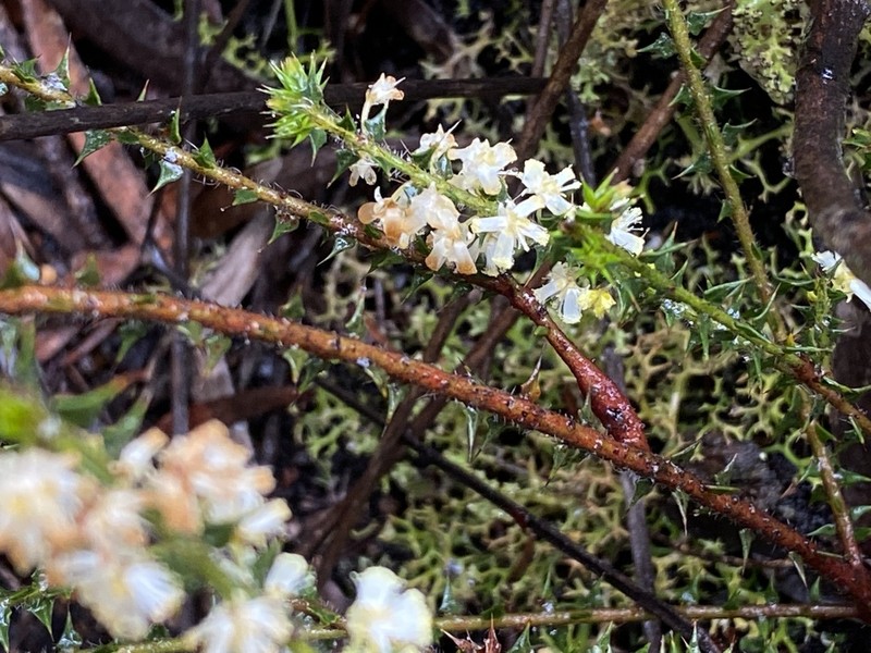 Acacia hastulata photo 2