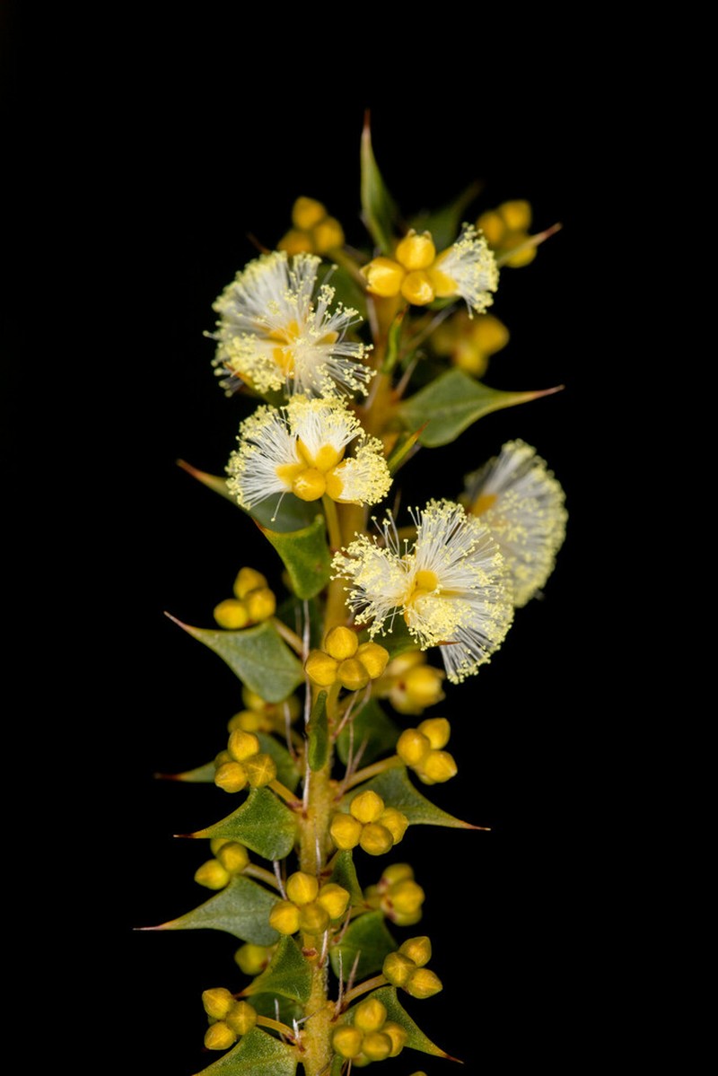Acacia hastulata photo 3
