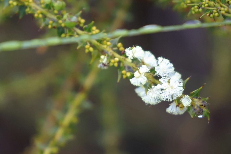Acacia hastulata photo 5