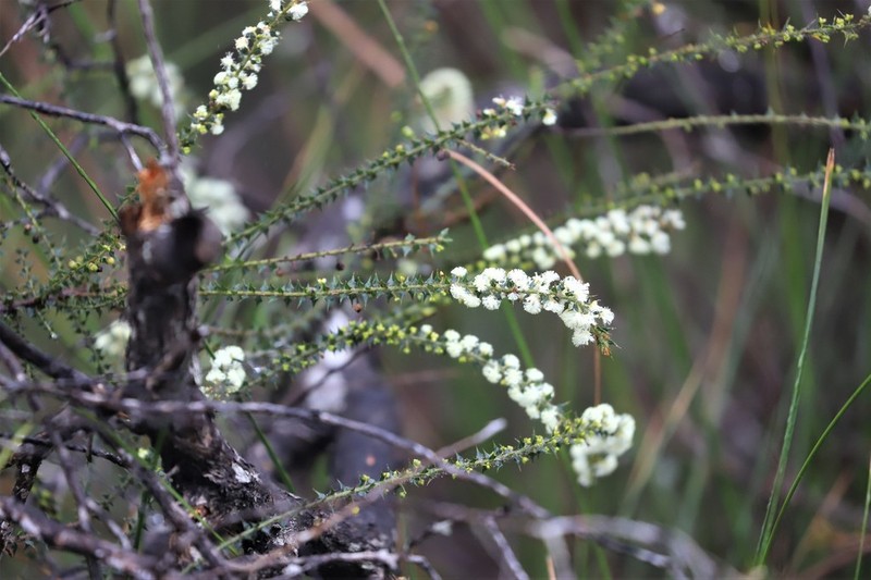 Acacia hastulata photo 6