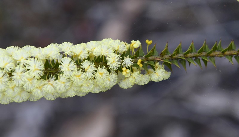 Acacia hastulata photo 7