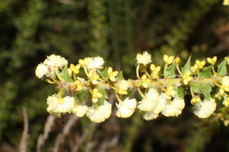 Acacia hastulata photo 8
