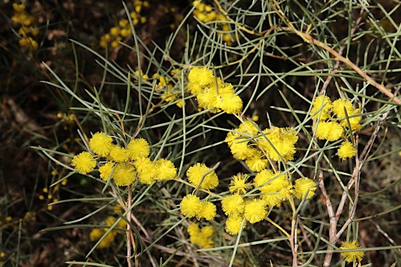 Acacia havilandiorum photo 3