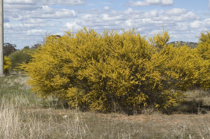 Acacia havilandiorum photo 4