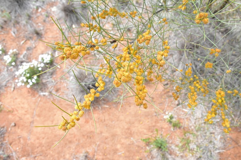 Acacia havilandiorum photo 5