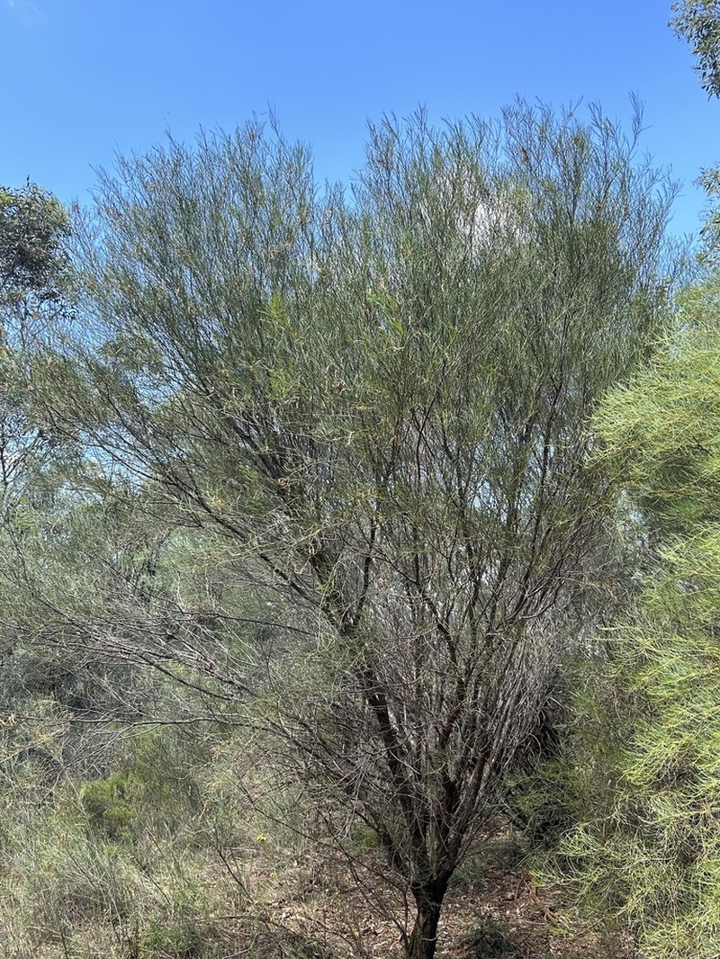 Acacia havilandiorum photo 6