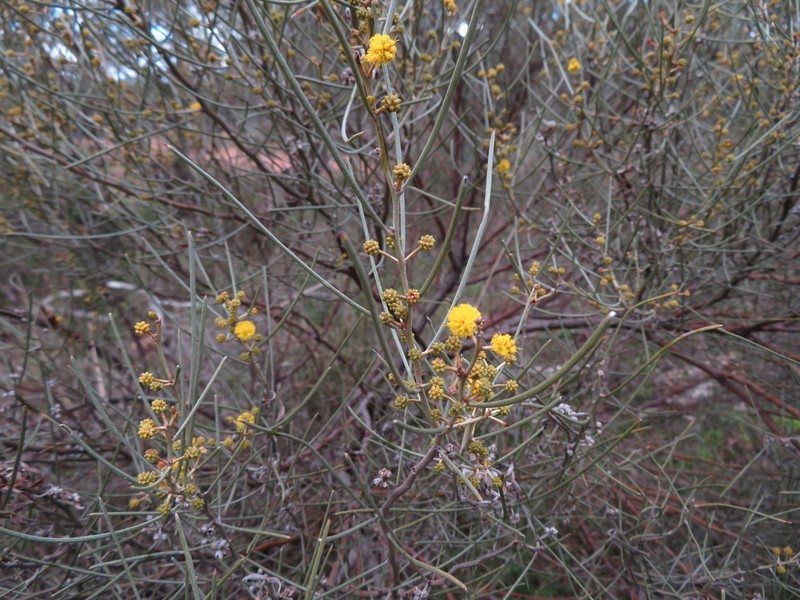 Acacia havilandiorum photo 7