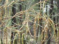 Acacia havilandiorum