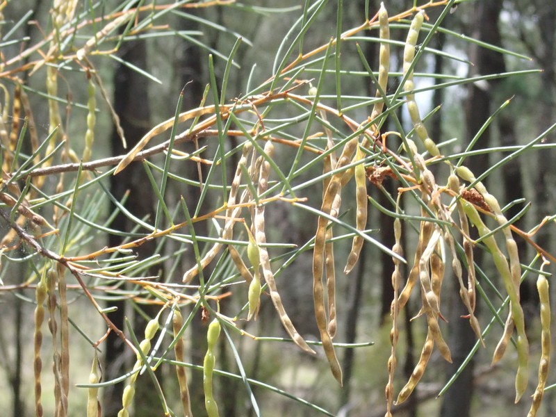 Acacia havilandiorum