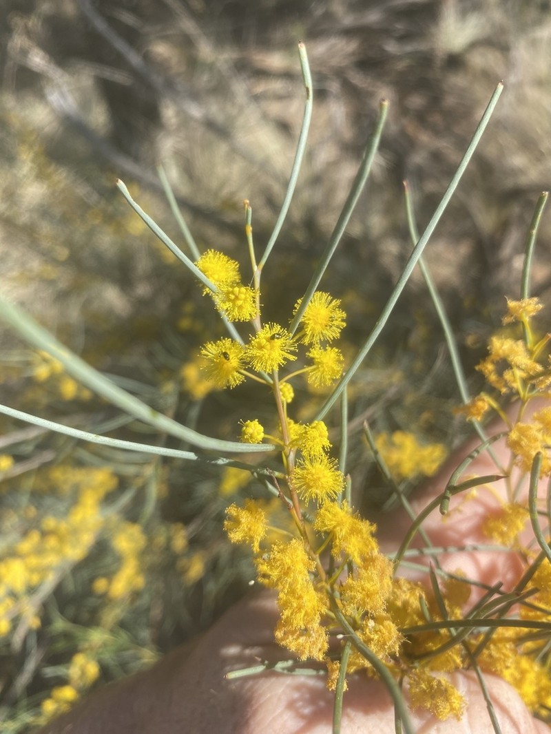 Acacia havilandiorum photo 2
