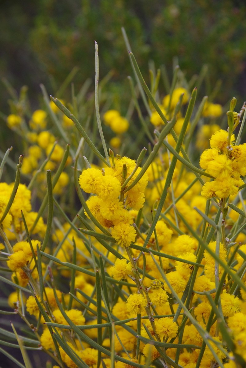 Acacia havilandiorum photo 3