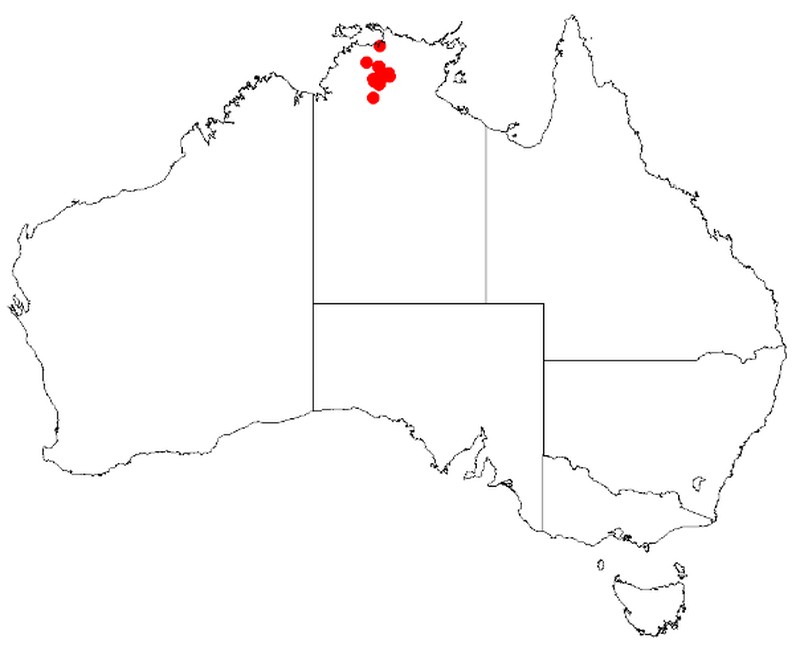 Acacia helicophylla