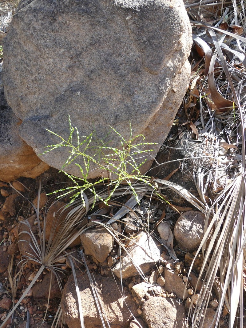 Acacia helicophylla photo 4