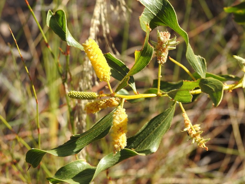 Acacia helicophylla photo 5