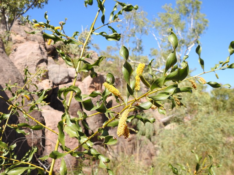 Acacia helicophylla photo 6
