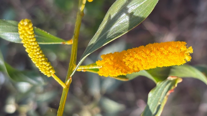 Acacia helicophylla photo 7
