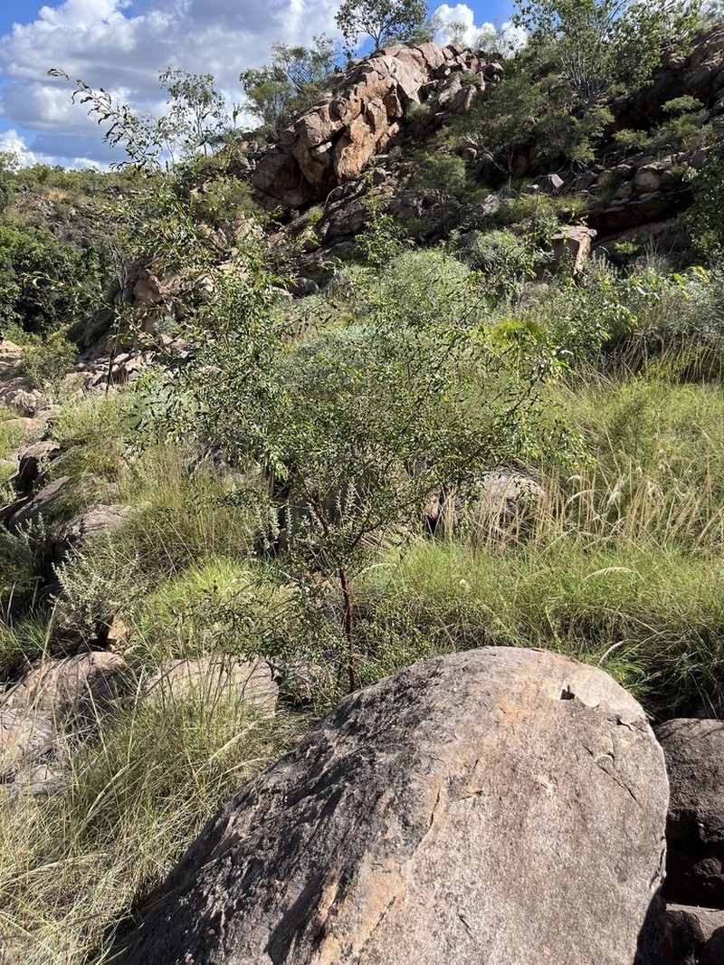 Acacia helicophylla photo 8