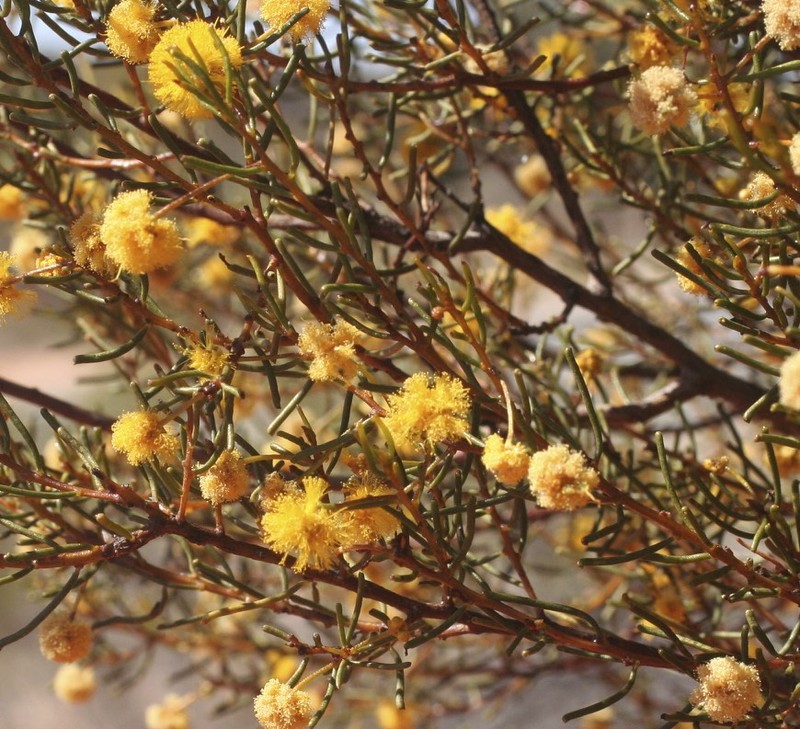 Acacia helmsiana