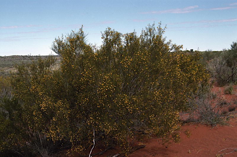 Acacia helmsiana photo 3