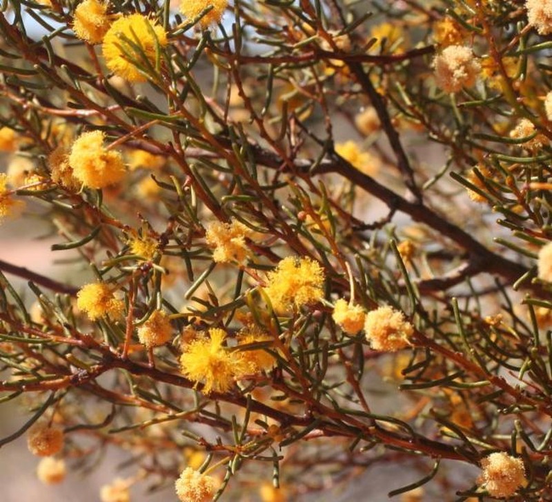 Acacia helmsiana photo 4