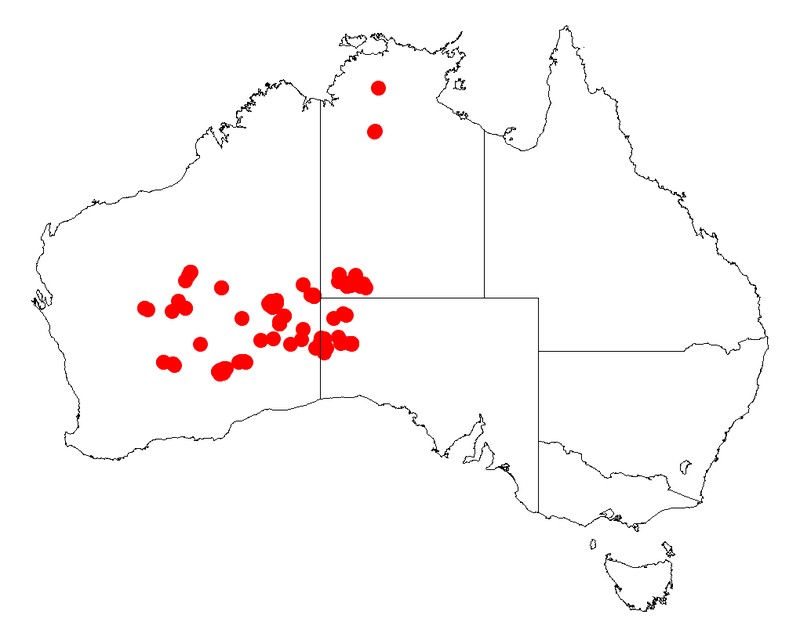 Acacia helmsiana