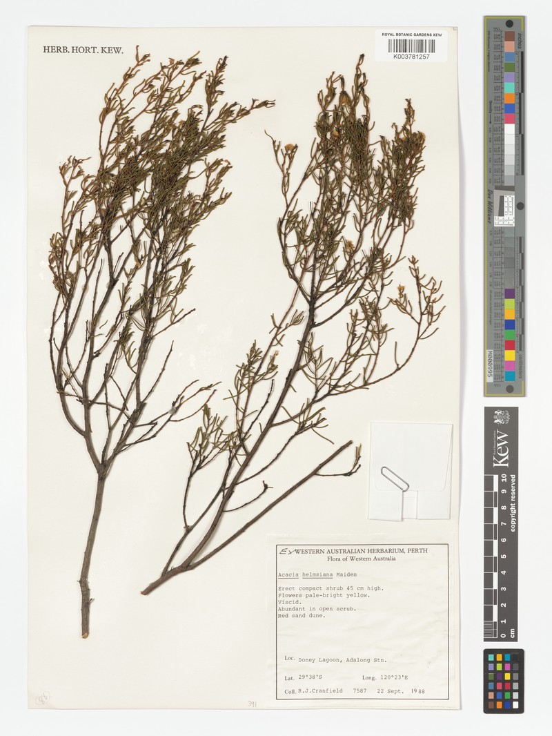 Acacia helmsiana photo 2