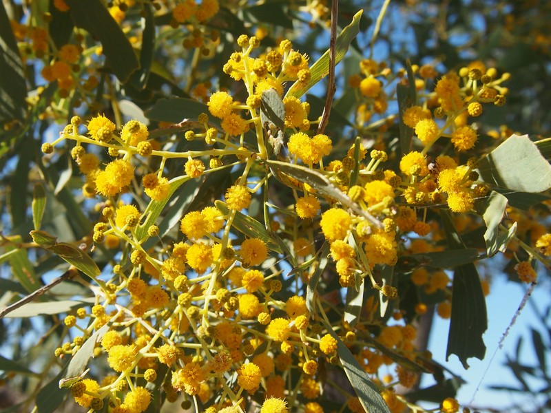 Acacia hemignosta