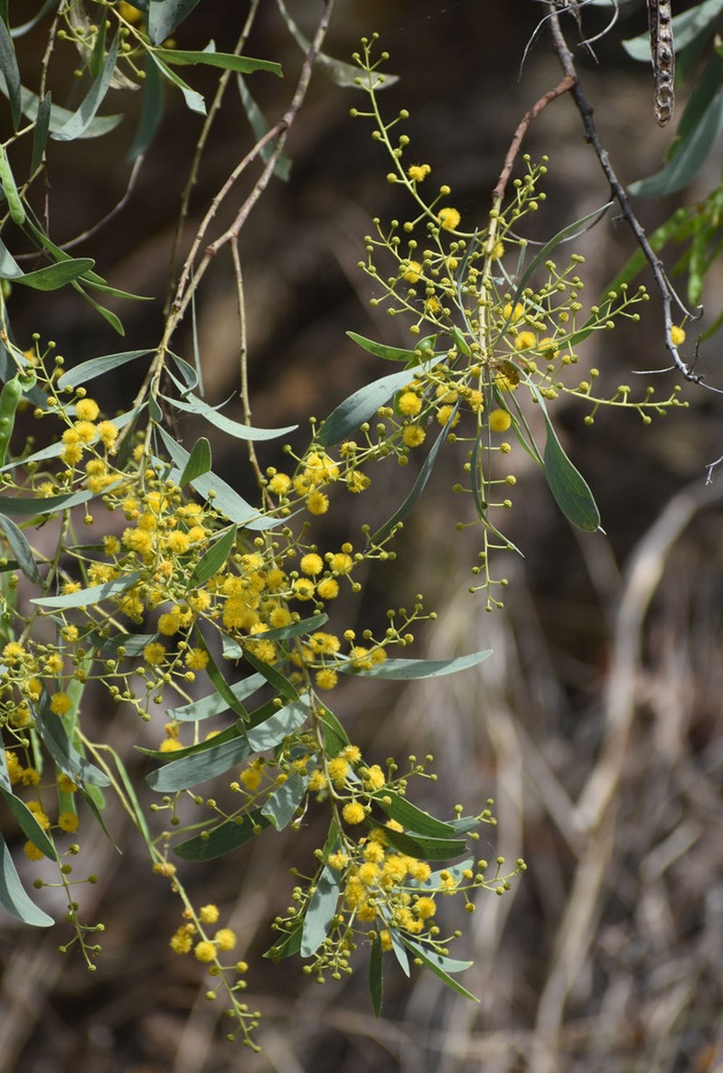 Acacia hemignosta photo 2