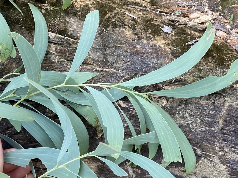 Acacia hemignosta photo 3
