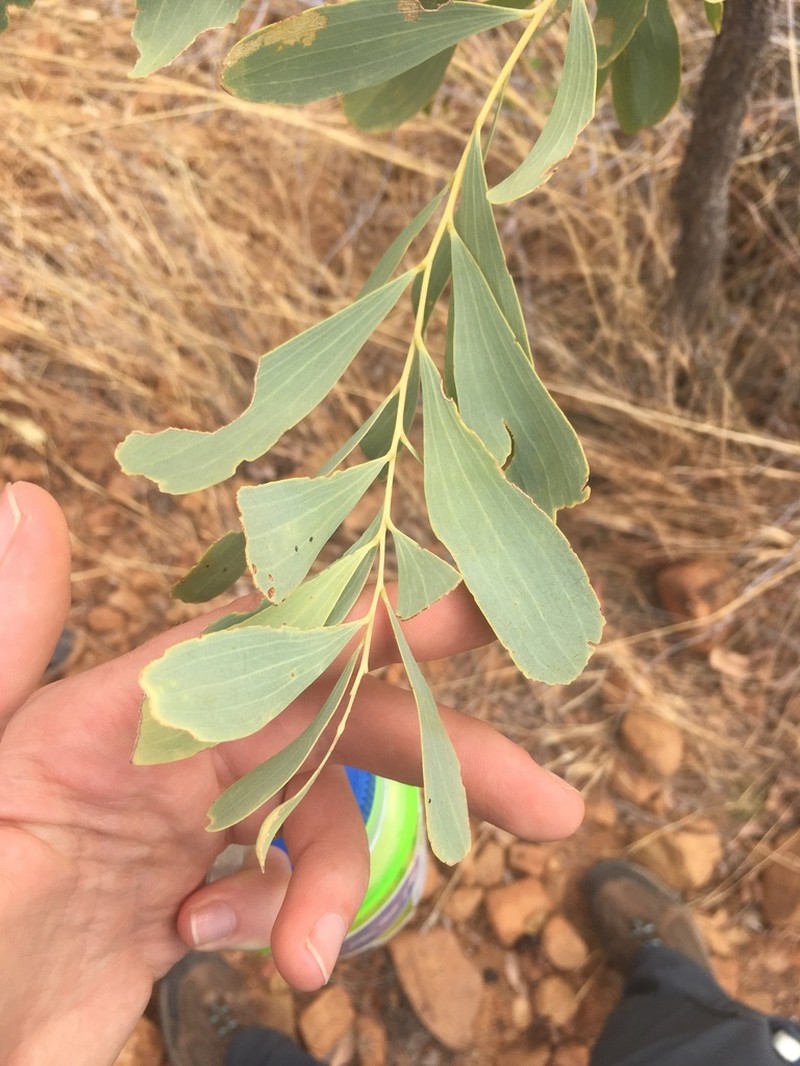 Acacia hemignosta photo 4