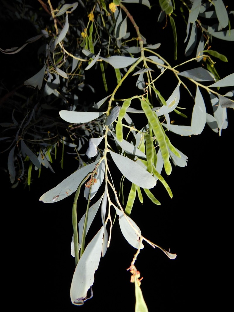 Acacia hemignosta photo 5