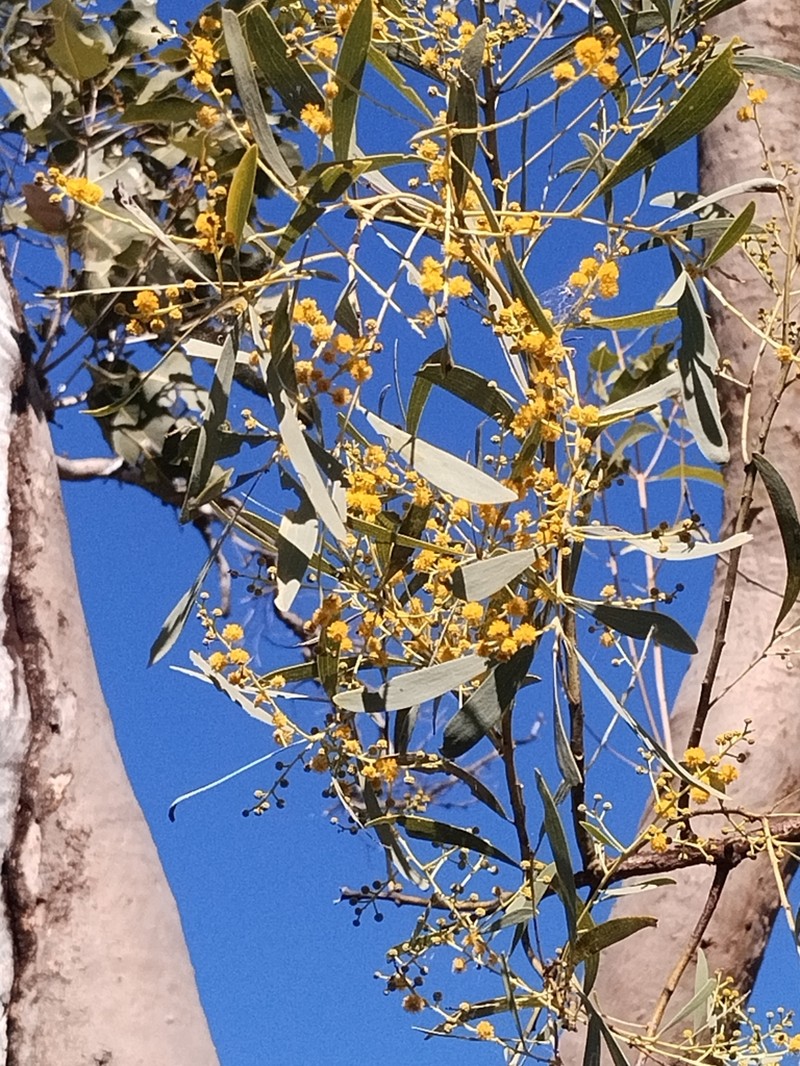 Acacia hemignosta photo 6