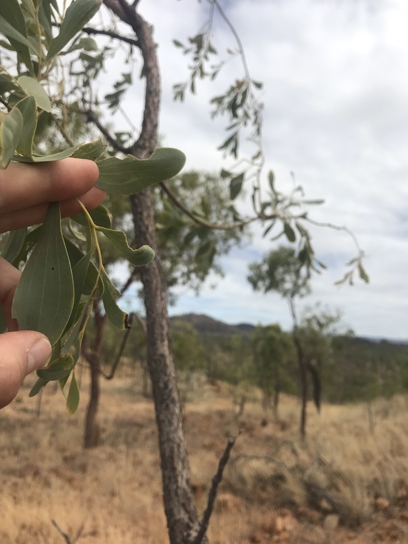 Acacia hemignosta photo 7