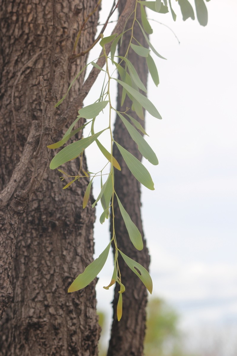 Acacia hemignosta photo 8