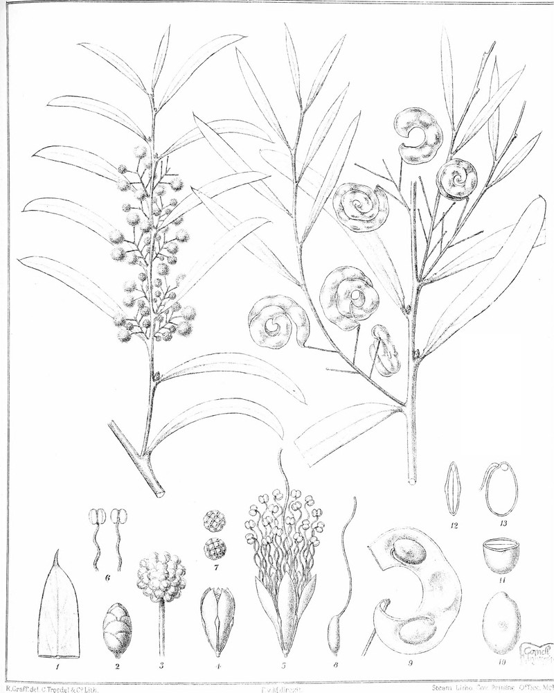 Acacia hemiteles