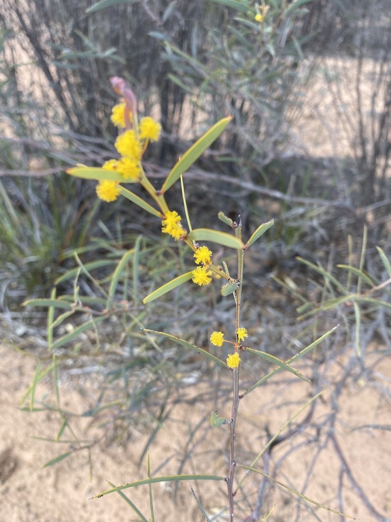 Acacia hemiteles photo 4
